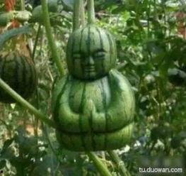 网络中的吃瓜是什么意思,吃瓜群众的趣味与智慧